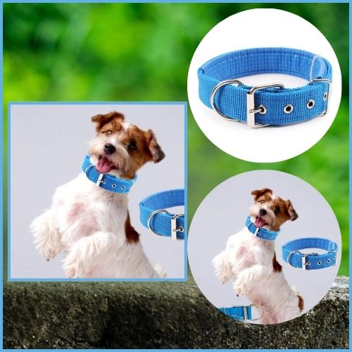 Collier pour chien Nylocol bleu en nylon, rembourré pour un confort optimal, idéal pour un Jack Russell.