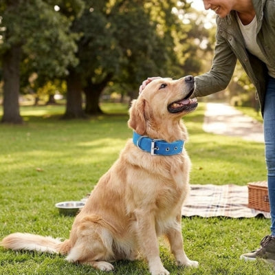 Golden Retriever assis dans l'herbe portant un collier pour chien bleu vif.