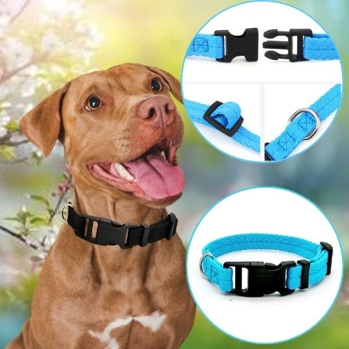 Pitbull heureux portant un collier pour chien bleu réglable, idéal pour les promenades.