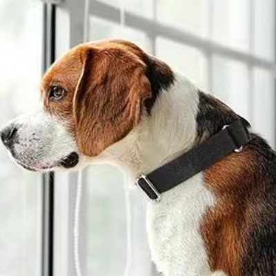 Beagle tricolore regardant par la fenêtre avec un collier de dressage noir. Collier pour chien de dressage en nylon ajustable pour la maison.