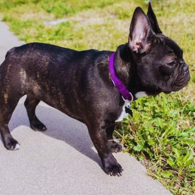 Bouledogue français bringé en extérieur, portant un collier de dressage violet. Collier pour chien de dressage pour petit et moyen chien.