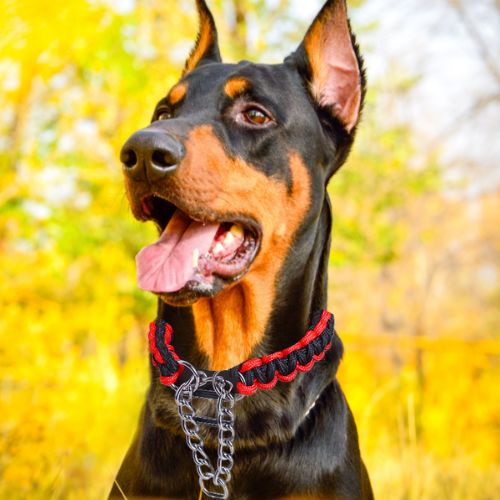 Doberman noir et feu joyeux en gros plan portant un Collier pour chien de dressage rouge et noir, avec un fond jaune d'automne.