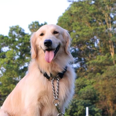Magnifique Golden Retriever souriant, à l'extérieur, portant un Collier pour chien de dressage noir avec chaîne en métal.