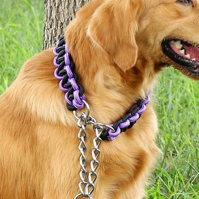 Collier pour chien de dressage en paracorde tressée noir et violet sur un Golden Retriever adulte. Collier de type étrangleur avec chaîne et anneaux métalliques. Le chien est assis dans l'herbe près d'un arbre.