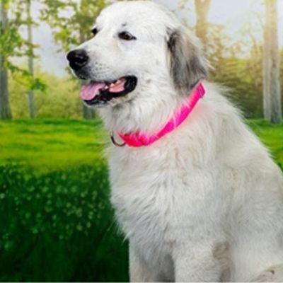 Grand chien de Montagne des Pyrénées au repos avec un collier de dressage rose fluo. Collier pour chien de dressage parfait pour les chiens à long poil.