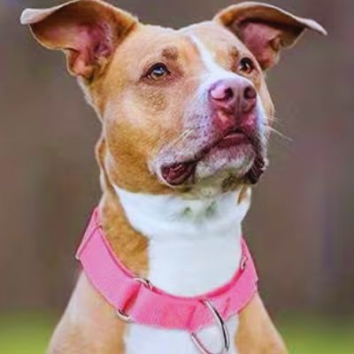 Gros plan sur un Pitbull (type Stafford/Bull) fauve et blanc portant un collier de dressage rose. Collier pour chien de dressage en couleur vive.