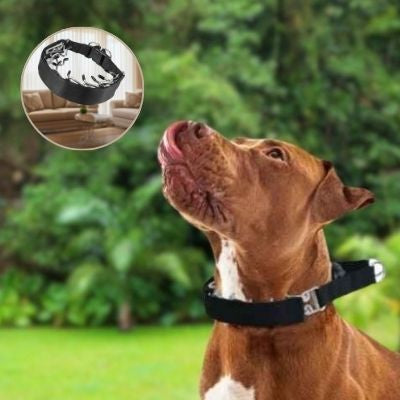 Collier pour chien de dressage | ComplicePro™