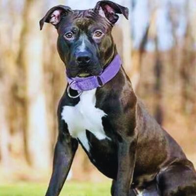 Pitbull (type Stafford/Bull) noir et blanc portant un collier de dressage violet. Collier pour chien de dressage en nylon, idéal pour l'éducation.