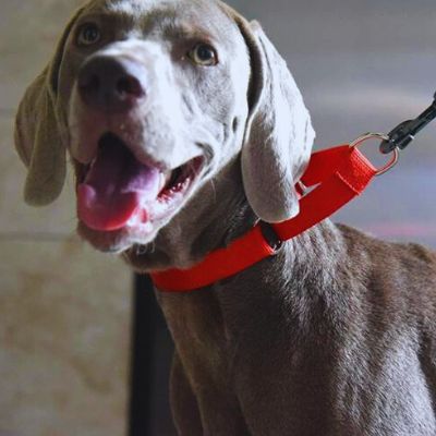 Gros plan sur un Weimaraner heureux portant un collier de dressage rouge. Collier pour chien de dressage en nylon très visible et confortable.
