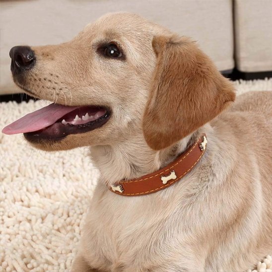 Labrador beige portant un collier pour chien en cuir marron décoré d’os, allongé sur un tapis doux.