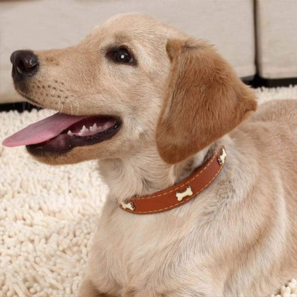 Labrador beige portant un collier pour chien en cuir marron décoré d’os, allongé sur un tapis doux.