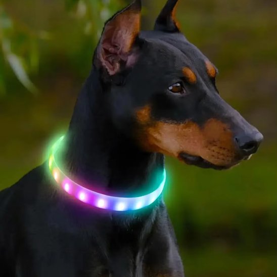Doberman avec un collier pour chien lumineux multicolore en extérieur. Mise en avant du produit, sécurité et visibilité dans un cadre naturel.