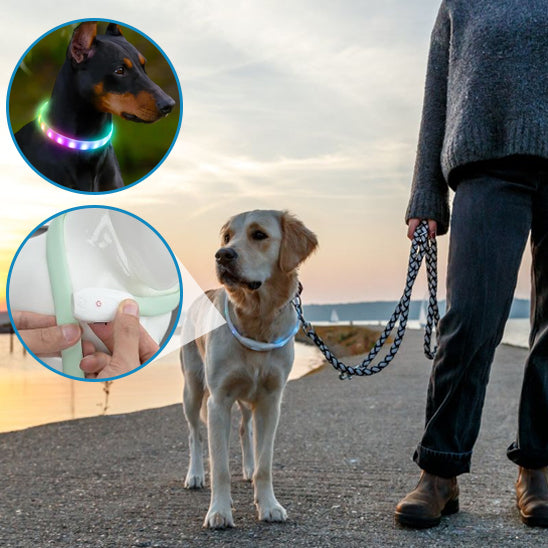 Golden Retriever en laisse avec un collier pour chien lumineux. Le médaillon montre le bouton d'allumage pour une sécurité et une utilisation facile.