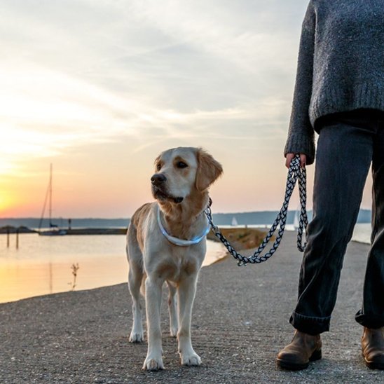 Golden Retriever calme en laisse, portant un collier pour chien lumineux blanc pour la sécurité au bord de l'eau au coucher du soleil, promenade en plein air.