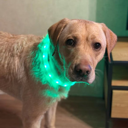 Labrador blond à poil court portant un collier pour chien lumineux de couleur verte, parfait pour la sécurité et la visibilité dans un environnement intérieur.