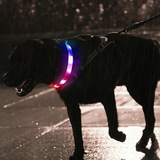 Gros plan d'un chien noir portant un collier pour chien lumineux multicolore sous la pluie, assurant une haute visibilité et sécurité en cas d'intempéries.
