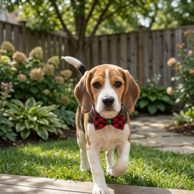 Beagle marchant dans un jardin avec un collier pour chien noeud papillon écossais rouge.