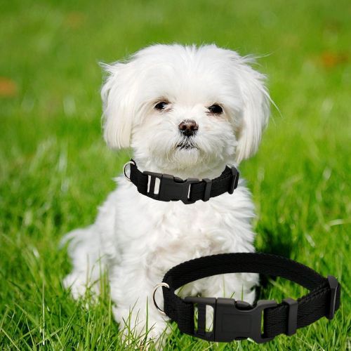 Petit bichon maltais portant un collier pour chien noir dans un jardin ensoleillé.