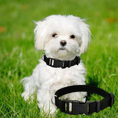 Petit bichon maltais portant un collier pour chien noir dans un jardin ensoleillé.