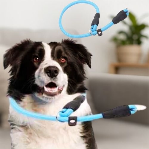 Collier pour chien de corde d'entrainement bleu en Nylon. Un Border Collie noir et blanc le porte assis au salon.