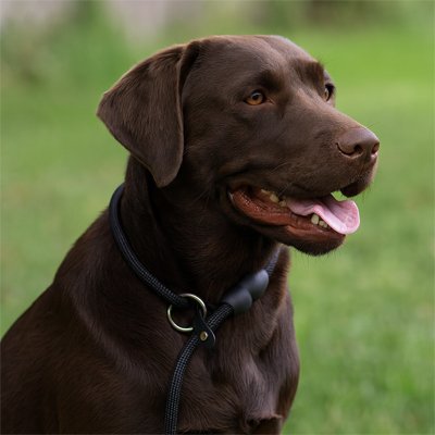 Collier pour chien de corde d'entrainement noir en Nylon pour chien. Gros plan sur un Labrador Chocolat.
