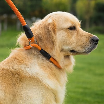 Collier pour chien de rappel en corde d'entrainement pour chien, en Nylon orange, porté par un Golden Retriever au parc.