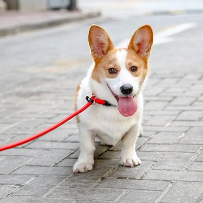 Collier pour chien en corde de Nylon rouge pour l'entrainement. Corgi joyeux en laisse sur le trottoir.