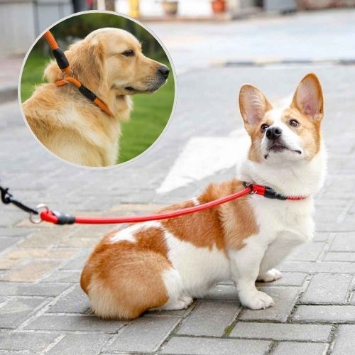 Collier pour chien de corde d'entrainement rouge pour Corgi. Insert d'un collier orange en Nylon sur Golden Retriever.