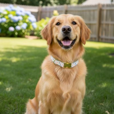Golden Retriever souriant dans un jardin ensoleillé, portant un collier pour chien en polyester blanc à motifs décoratifs discrets. Un tissu synthétique durable pour l'extérieur.