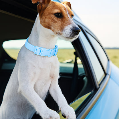 Gros plan sur un Jack Russell Terrier avec un collier pour chien en PVC bleu ciel, tête hors de la fenêtre de la voiture. Robuste et imperméable.