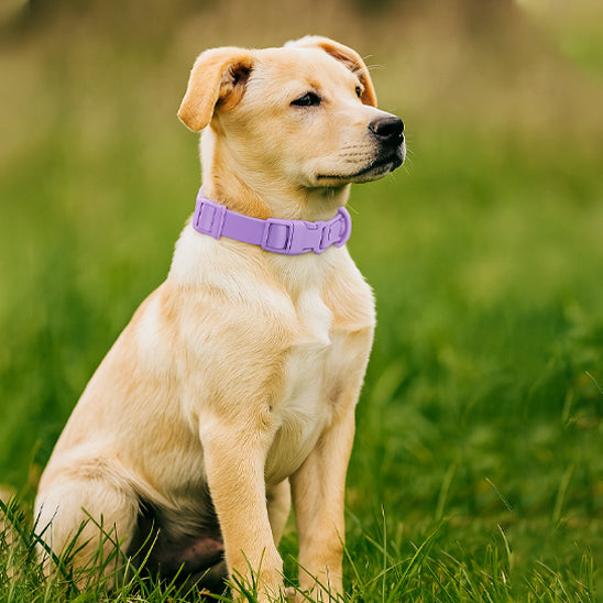 Chiot Labrador jaune portant un collier pour chien en PVC lavande dans l'herbe en plein air.
