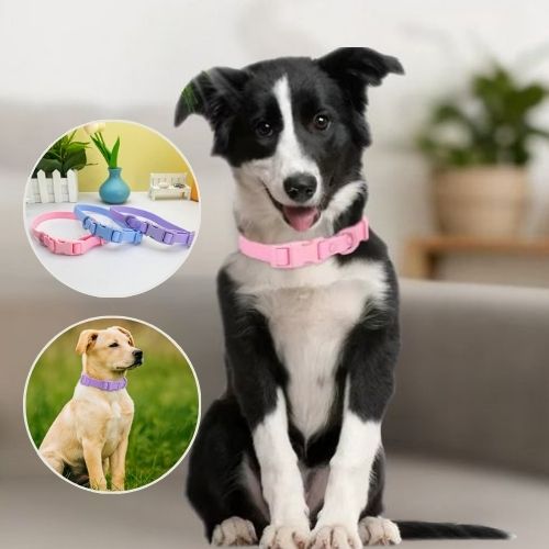 Chiot Border Collie assis avec un collier pour chien en PVC rose foncé. Collier ajustable, idéal pour l'apprentissage. Facile à nettoyer.