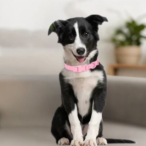 Chiot Border Collie noir et blanc portant un collier pour chien en PVC rose. Il est assis sur un canapé, heureux. Collier durable et facile à nettoyer
