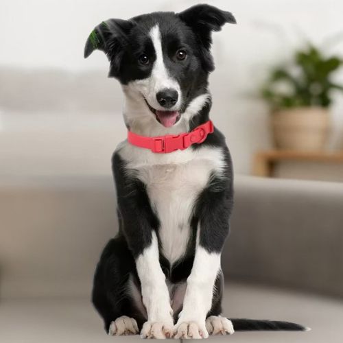 Chiot Border Collie portant un collier pour chien en PVC rouge vif. Assis sur un canapé. Résistant à l'eau et aux taches.