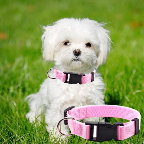 Petit bichon maltais portant un collier pour chien rose dans un jardin ensoleillé.