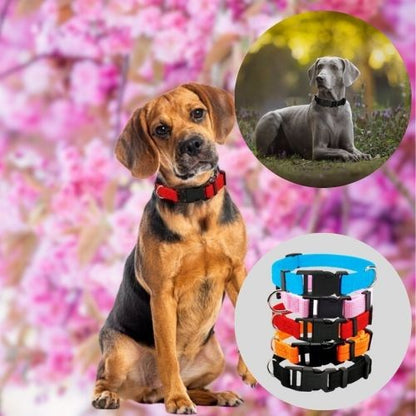 Beagle avec collier pour chien rouge et labrador gris en arrière-plan, plusieurs coloris disponibles.