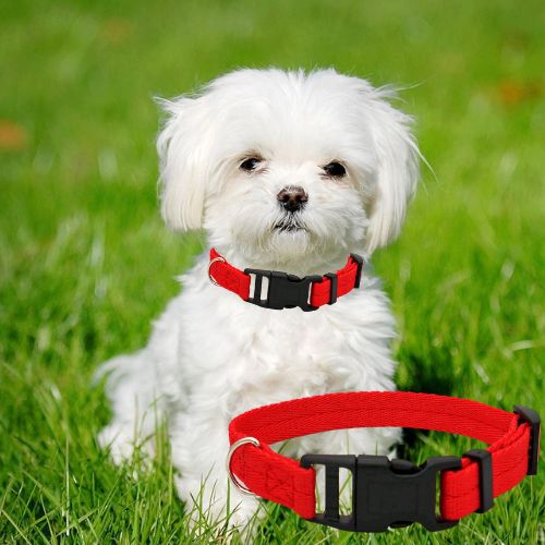 Petit bichon maltais portant un collier pour chien rouge dans un jardin ensoleillé.
