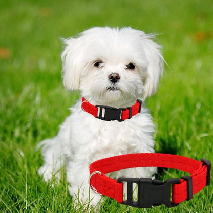 Petit bichon maltais portant un collier pour chien rouge dans un jardin ensoleillé.