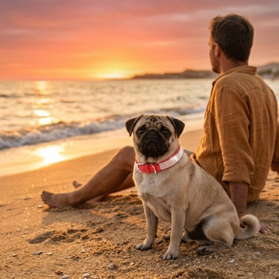 Chien Carlin sur la plage au coucher du soleil avec son collier pour chien rouge.
