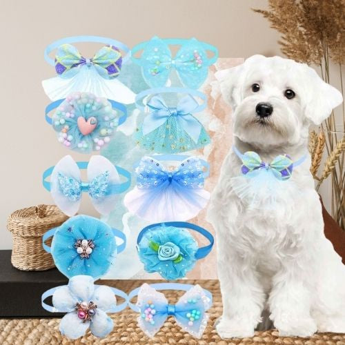 Collier pour chiot bleu clair : 10 nœuds papillon et collerettes en tissu et tutu. Un jeune schnauzer assis au salon porte un petit nœud bleu.