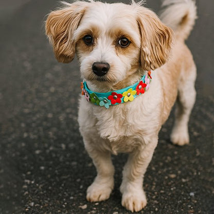Chiot beige type Cavapoo portant un collier pour chiot en cuir turquoise, motif fleur multicolore et amusant, sur le goudron. Parfait pour une promenade naturelle.