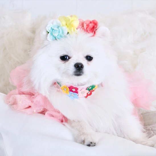 Spitz nain blanc en tenue rose, portant un collier pour chiot cuir rose motif fleur amusant et une couronne florale. Look humain et doux.