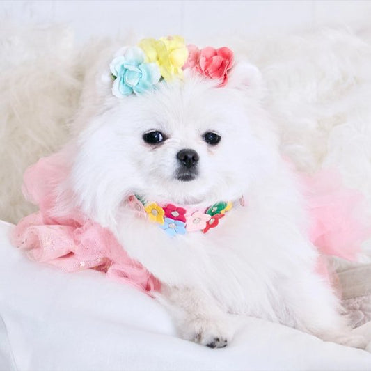 Spitz nain blanc en tenue rose, portant un collier pour chiot cuir rose motif fleur amusant et une couronne florale. Look humain et doux.