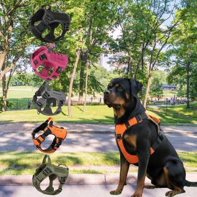 Rottweiler assis et 5 variantes de couleurs du harnais anti traction chien (noir, rose, gris...).