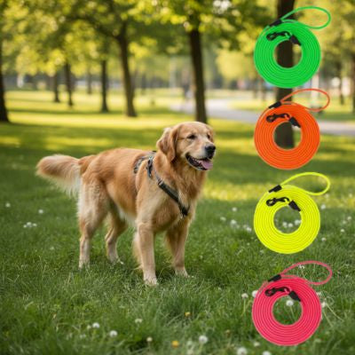 Golden Retriever avec harnais et sélection de longes chien en vert, orange, jaune et rose.