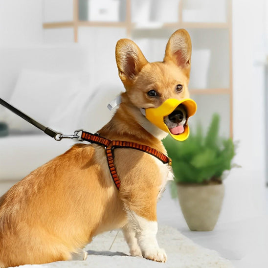 Chien Corgi assis avec harnais et muselière pour chien jaune en forme de bec dans un salon.
