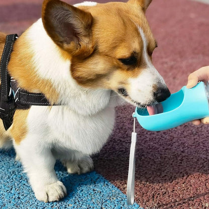 Chien Corgi buvant de l'eau dans le réceptacle bleu d'une gourde pour chien en extérieur.