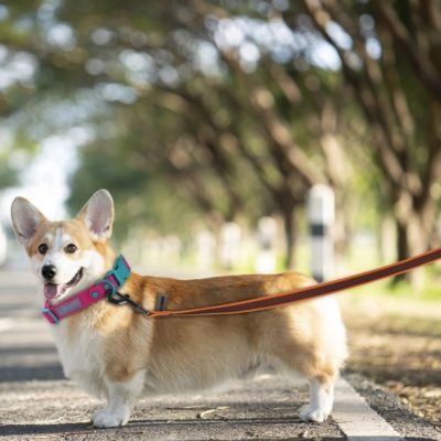 Corgi debout sur un chemin forestier avec une longe pour petit chien.