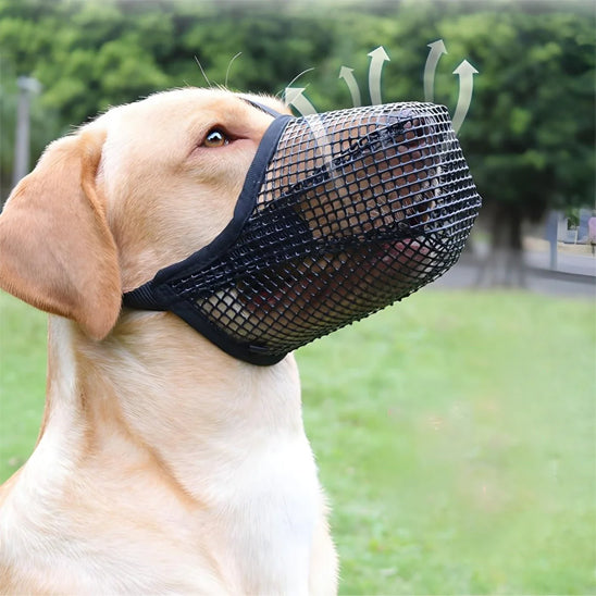 Chien de race Corgi avec une muselière pour chien en filet noir, vue latérale en extérieur.