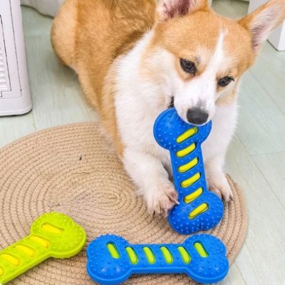 Chien Corgi allongé au sol avec plusieurs modèles de jouet chien kong bleu et jaune.